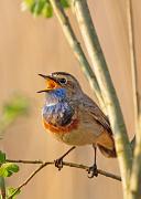 Blaukehlchen - Bluethroat (Luscinia svecica)